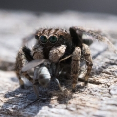 Maratus vespertilio at Throsby, ACT - 4 Dec 2022