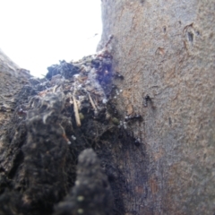 Acrodipsas myrmecophila (Small Ant-blue Butterfly) at Symonston, ACT - 4 Dec 2022 by MichaelMulvaney