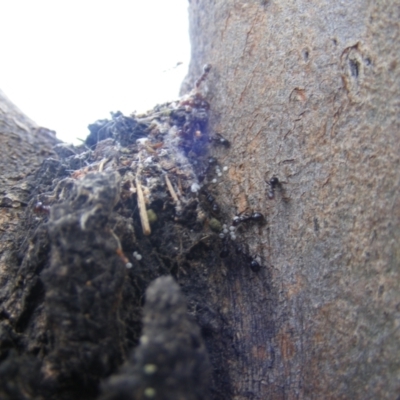 Acrodipsas myrmecophila (Small Ant-blue Butterfly) at Callum Brae - 4 Dec 2022 by MichaelMulvaney