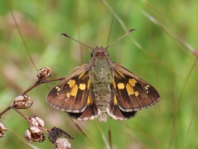 Trapezites phigalioides (Montane Ochre) at Theodore, ACT - 8 Nov 2022 by owenh