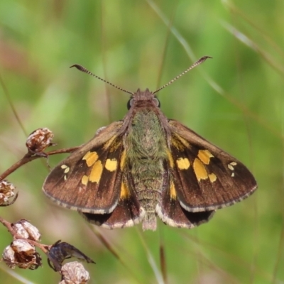 Trapezites phigalioides (Montane Ochre) at Tuggeranong Hill - 8 Nov 2022 by owenh