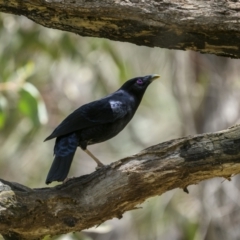 Ptilonorhynchus violaceus (Satin Bowerbird) at Sherwood Forest - 4 Dec 2022 by trevsci