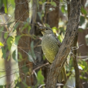 Ptilonorhynchus violaceus at Coree, ACT - 4 Dec 2022