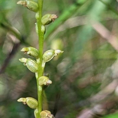 Microtis sp. (Onion Orchid) at Ulladulla Reserves Bushcare - 3 Dec 2022 by RobynHall