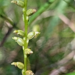 Microtis sp. (Onion Orchid) at Ulladulla Reserves Bushcare - 3 Dec 2022 by RobynHall
