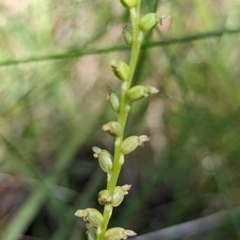 Microtis sp. at Ulladulla, NSW - suppressed