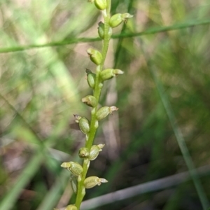 Microtis sp. at Ulladulla, NSW - suppressed