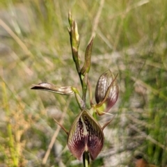 Cryptostylis erecta (Bonnet Orchid) at Ulladulla Reserves Bushcare - 3 Dec 2022 by RobynHall