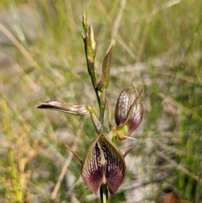 Cryptostylis erecta (Bonnet Orchid) at Ulladulla, NSW - 4 Dec 2022 by RobynHall