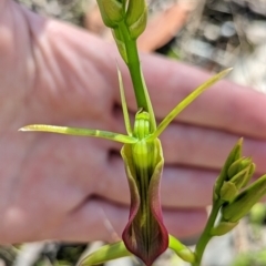 Cryptostylis subulata (Cow Orchid) at Ulladulla, NSW - 4 Dec 2022 by RobynHall