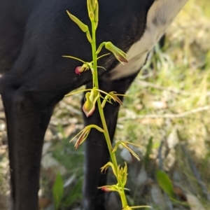 Cryptostylis subulata at Ulladulla, NSW - suppressed