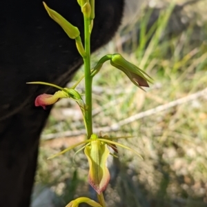 Cryptostylis subulata at Ulladulla, NSW - suppressed
