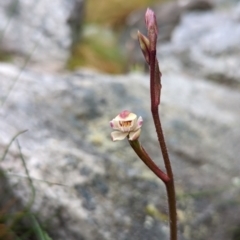 Caladenia alpina (Mountain Caps) at Tidbinbilla Nature Reserve - 22 Nov 2022 by RobynHall