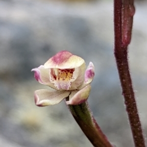 Caladenia alpina at Paddys River, ACT - 23 Nov 2022