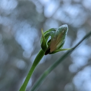 Pterostylis nutans at Paddys River, ACT - suppressed