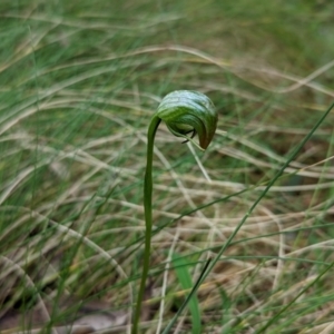 Pterostylis nutans at Paddys River, ACT - suppressed