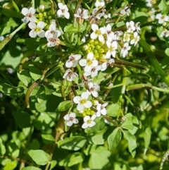 Rorippa nasturtium-aquaticum (Watercress) at Mount Mugga Mugga - 4 Dec 2022 by Mike