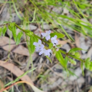 Mentha diemenica at O'Malley, ACT - 4 Dec 2022 01:44 PM