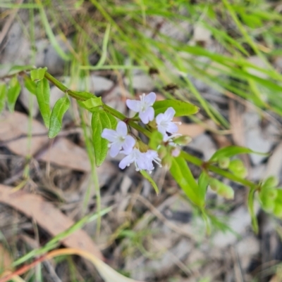 Mentha diemenica (Wild Mint, Slender Mint) at Mount Mugga Mugga - 4 Dec 2022 by Mike