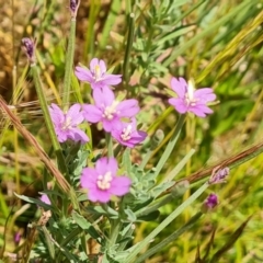 Epilobium billardiereanum (Willowherb) at Mount Mugga Mugga - 4 Dec 2022 by Mike