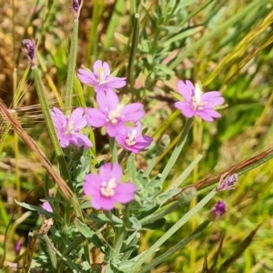 Epilobium billardiereanum at O'Malley, ACT - 4 Dec 2022 01:11 PM