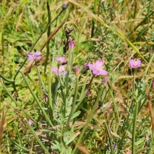 Epilobium billardiereanum at O'Malley, ACT - 4 Dec 2022 01:11 PM