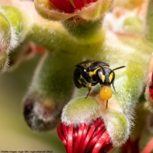 Hylaeus (Gnathoprosopis) amiculinus at Barton, ACT - 4 Dec 2022