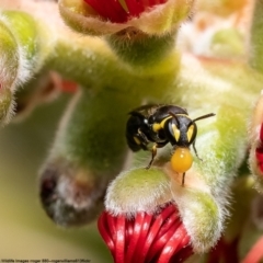 Hylaeus (Gnathoprosopis) amiculinus (Hylaeine colletid bee) at Barton, ACT - 4 Dec 2022 by Roger