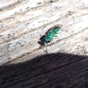 Primeuchroeus sp. (genus) at Murrumbateman, NSW - 4 Dec 2022 10:30 AM