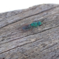 Primeuchroeus sp. (genus) at Murrumbateman, NSW - 4 Dec 2022 10:30 AM