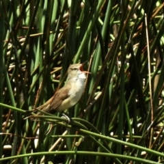 Acrocephalus australis (Australian Reed-Warbler) at Bombala, NSW - 3 Dec 2022 by GlossyGal