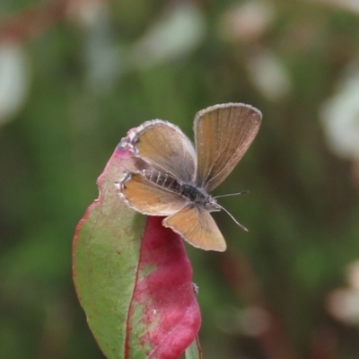 Acrodipsas myrmecophila (Small Ant-blue Butterfly) at Theodore, ACT - 4 Dec 2022 by owenh