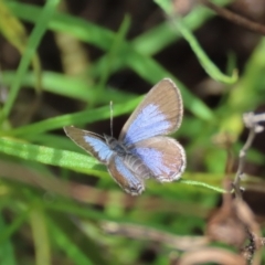 Acrodipsas myrmecophila at suppressed - 4 Dec 2022