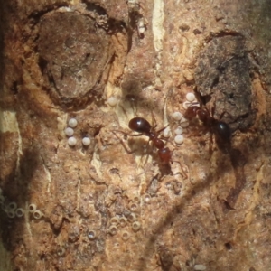 Acrodipsas myrmecophila at suppressed - suppressed