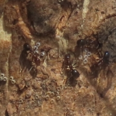 Acrodipsas myrmecophila at suppressed - 4 Dec 2022