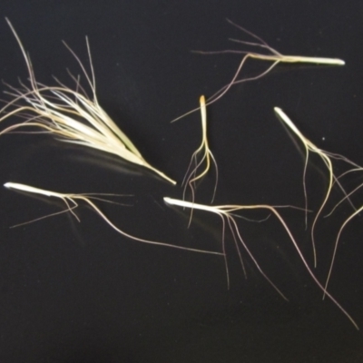 Pentapogon quadrifidus (Five-awn Spear Grass) at Saint Marks Grassland - Barton ACT - 4 Dec 2022 by pinnaCLE