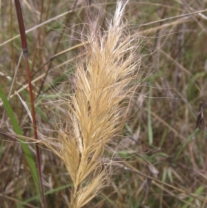 Pentapogon quadrifidus at Barton, ACT - 4 Dec 2022