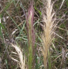 Pentapogon quadrifidus at Barton, ACT - 4 Dec 2022