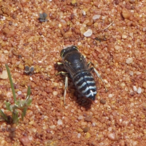 Bembix sp. (genus) at Acton, ACT - 4 Dec 2022