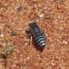 Bembix sp. (genus) (Unidentified Bembix sand wasp) at Acton, ACT - 4 Dec 2022 by roman_soroka