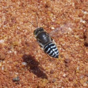 Bembix sp. (genus) at Acton, ACT - 4 Dec 2022