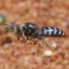 Bembix sp. (genus) at Acton, ACT - 4 Dec 2022