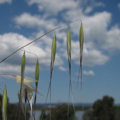 Avena barbata (Bearded Oat) at Saint Mark's Grassland, Barton - 4 Dec 2022 by pinnaCLE