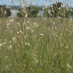 Avena barbata at Barton, ACT - 4 Dec 2022 01:49 PM