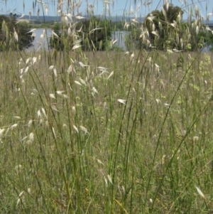 Avena barbata at Barton, ACT - 4 Dec 2022 01:49 PM