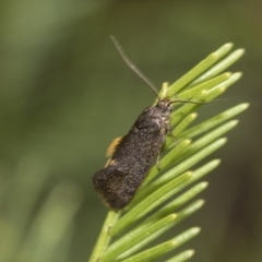 Leistomorpha brontoscopa (A concealer moth) at Bruce Ridge to Gossan Hill - 13 Sep 2022 by AlisonMilton