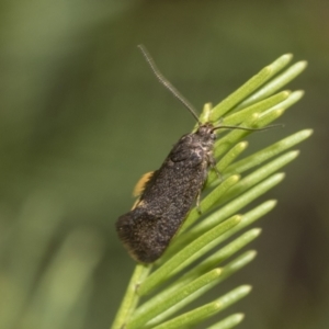 Leistomorpha brontoscopa at Bruce, ACT - 13 Sep 2022