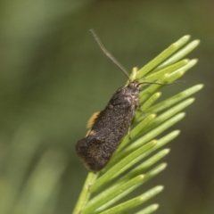 Leistomorpha brontoscopa (A concealer moth) at Bruce, ACT - 13 Sep 2022 by AlisonMilton