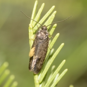 Leistomorpha brontoscopa at Bruce, ACT - 13 Sep 2022