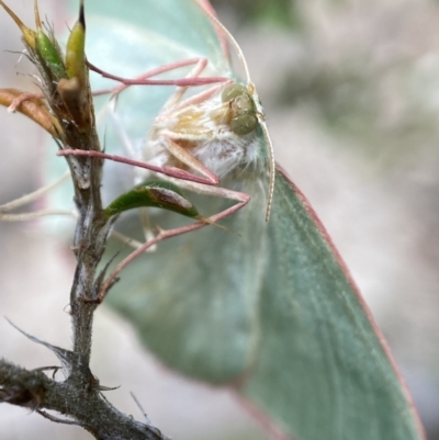 Chlorocoma dichloraria (Guenee's or Double-fringed Emerald) at Namadgi National Park - 4 Dec 2022 by AJB